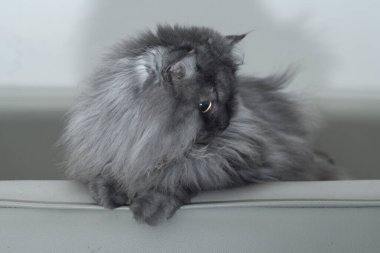 Gri kedi koltukta rahatça oturuyor.