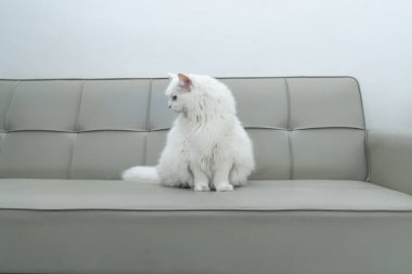 Türk Angora kedisi kanepede rahatça oturuyor.