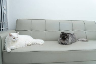 Angora ve Pers kedileri oturma odasındaki kanepede dinleniyorlar.