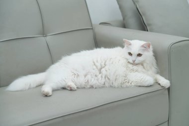 Türk Angora kedisi kanepede rahatça oturuyor.