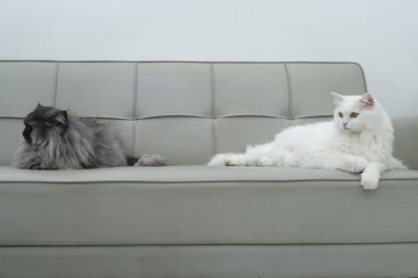 İki Angora ve Pers kedisi oturma odasındaki kanepede dinleniyorlar.