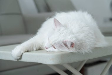 white angora cat lying relaxed on the living room table clipart