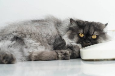 Uykulu gözlerle yerde yatan gri bir İran kedisi var.