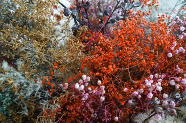 Renkli varyasyonlarla kurumuş çiçek düzenlemeleri, beyaz, turuncu, mor, kahverengi ve yeşil çiçekler