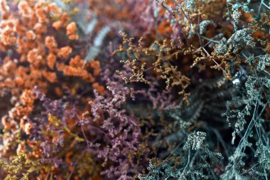 Renkli varyasyonlarla kurumuş çiçek düzenlemeleri, beyaz, turuncu, mor, kahverengi ve yeşil çiçekler