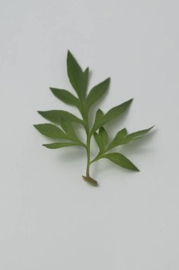 Cosmos caudatus yapraklarına Endonezya 'da daun kenikir denir. Genellikle salata gibi çiğ yenirler..