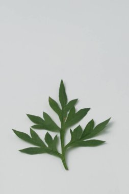 Cosmos caudatus yapraklarına Endonezya 'da daun kenikir denir. Genellikle salata gibi çiğ yenirler..