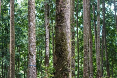 The beauty of Baturaden Landscape in Banyumas Regency, Central Java, indonesia. It was taken on December 2, 2024 by a professional. It's a wonderful landscape with a nice view clipart