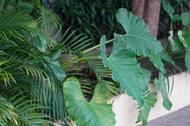 Semarang City, Central Java, Endonezya 'daki güzel şehir manzarası. 10 Aralık 2024 'te bir profesyonel tarafından çekilmiştir. Harika bir manzarası olan harika bir şehir.