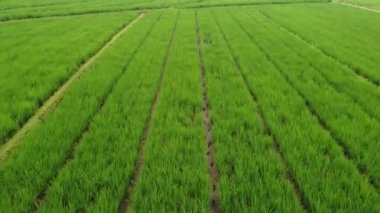 31 Ocak 2025 'te Endonezya' nın merkezindeki Purwokerto kenar mahallelerindeki pirinç tarlalarının hava görüntüsü. Yemyeşil tarlalar Endonezya 'nın kırsal güzelliğini gözler önüne seriyor