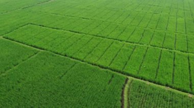 31 Ocak 2025 'te Endonezya' nın merkezindeki Purwokerto kenar mahallelerindeki pirinç tarlalarının hava görüntüsü. Yemyeşil tarlalar Endonezya 'nın kırsal güzelliğini gözler önüne seriyor