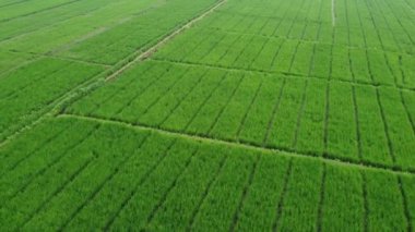 31 Ocak 2025 'te Endonezya' nın merkezindeki Purwokerto kenar mahallelerindeki pirinç tarlalarının hava görüntüsü. Yemyeşil tarlalar Endonezya 'nın kırsal güzelliğini gözler önüne seriyor