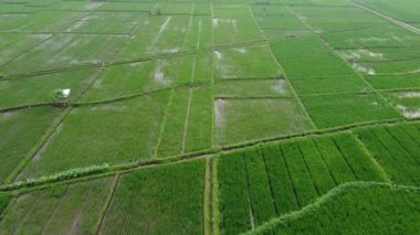 31 Ocak 2025 'te Endonezya' nın merkezindeki Purwokerto kenar mahallelerindeki pirinç tarlalarının hava görüntüsü. Yemyeşil tarlalar Endonezya 'nın kırsal güzelliğini gözler önüne seriyor