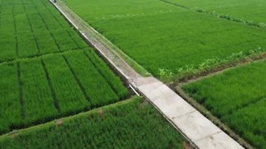 31 Ocak 2025 'te Endonezya' nın merkezindeki Purwokerto kenar mahallelerindeki pirinç tarlalarının hava görüntüsü. Yemyeşil tarlalar Endonezya 'nın kırsal güzelliğini gözler önüne seriyor