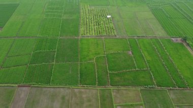 31 Ocak 2025 'te Endonezya' nın merkezindeki Purwokerto kenar mahallelerindeki pirinç tarlalarının hava görüntüsü. Yemyeşil tarlalar Endonezya 'nın kırsal güzelliğini gözler önüne seriyor