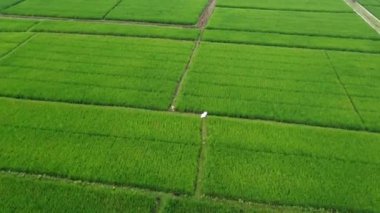 31 Ocak 2025 'te Endonezya' nın merkezindeki Purwokerto kenar mahallelerindeki pirinç tarlalarının hava görüntüsü. Yemyeşil tarlalar Endonezya 'nın kırsal güzelliğini gözler önüne seriyor