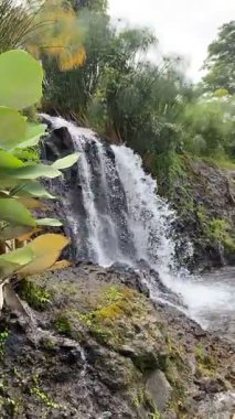 Endonezya 'daki Majestic Grojogan Ratu şelalesi, 10 Şubat 2025' te ele geçirildi. Şelale gibi akan su, yemyeşil tropikal yeşillikler boyunca akar, dingin ve nefes kesici bir doğal manzara yaratır.