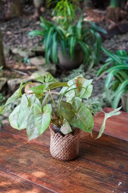 Endonezya Süs Tesisleri, 9 Haziran 2025 'te ele geçirildi. Endonezya 'ya özgü çeşitli dekoratif bitkiler, canlı yeşillikler, eşsiz şekiller ve tropikal cazibeyle.