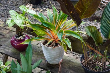 Endonezya Süs Tesisleri, 9 Haziran 2025 'te ele geçirildi. Endonezya 'ya özgü çeşitli dekoratif bitkiler, canlı yeşillikler, eşsiz şekiller ve tropikal cazibeyle.