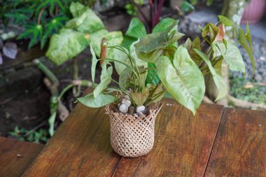 Endonezya Süs Tesisleri, 9 Haziran 2025 'te ele geçirildi. Endonezya 'ya özgü çeşitli dekoratif bitkiler, canlı yeşillikler, eşsiz şekiller ve tropikal cazibeyle.