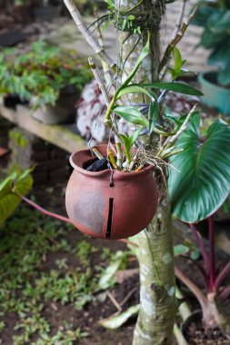 Endonezya Süs Tesisleri, 9 Haziran 2025 'te ele geçirildi. Endonezya 'ya özgü çeşitli dekoratif bitkiler, canlı yeşillikler, eşsiz şekiller ve tropikal cazibeyle.