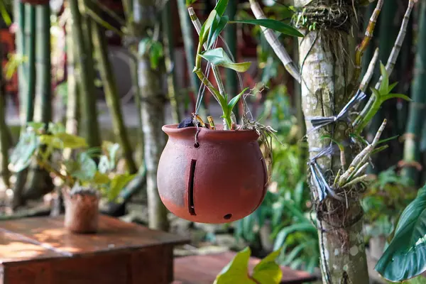 Endonezya Süs Tesisleri, 9 Haziran 2025 'te ele geçirildi. Endonezya 'ya özgü çeşitli dekoratif bitkiler, canlı yeşillikler, eşsiz şekiller ve tropikal cazibeyle.