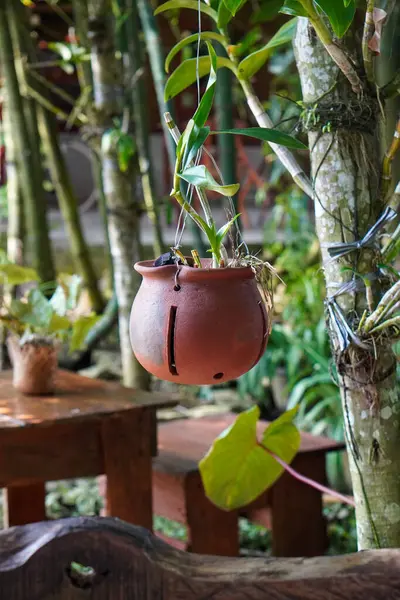 Endonezya Süs Tesisleri, 9 Haziran 2025 'te ele geçirildi. Endonezya 'ya özgü çeşitli dekoratif bitkiler, canlı yeşillikler, eşsiz şekiller ve tropikal cazibeyle.