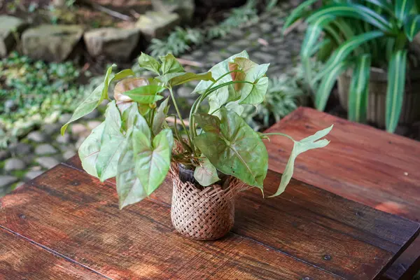 Endonezya Süs Tesisleri, 9 Haziran 2025 'te ele geçirildi. Endonezya 'ya özgü çeşitli dekoratif bitkiler, canlı yeşillikler, eşsiz şekiller ve tropikal cazibeyle.