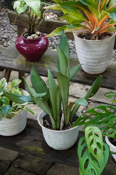 Endonezya Süs Tesisleri, 9 Haziran 2025 'te ele geçirildi. Endonezya 'ya özgü çeşitli dekoratif bitkiler, canlı yeşillikler, eşsiz şekiller ve tropikal cazibeyle.