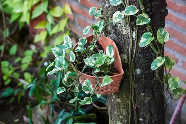 Endonezya Süs Tesisleri, 9 Haziran 2025 'te ele geçirildi. Endonezya 'ya özgü çeşitli dekoratif bitkiler, canlı yeşillikler, eşsiz şekiller ve tropikal cazibeyle.
