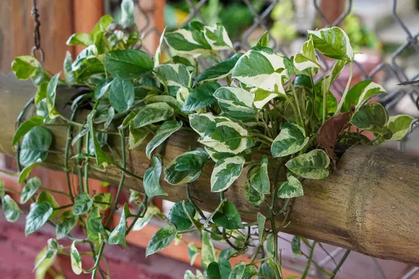 Endonezya Süs Tesisleri, 9 Haziran 2025 'te ele geçirildi. Endonezya 'ya özgü çeşitli dekoratif bitkiler, canlı yeşillikler, eşsiz şekiller ve tropikal cazibeyle.