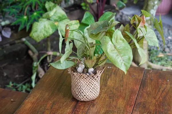 Endonezya Süs Tesisleri, 9 Haziran 2025 'te ele geçirildi. Endonezya 'ya özgü çeşitli dekoratif bitkiler, canlı yeşillikler, eşsiz şekiller ve tropikal cazibeyle.