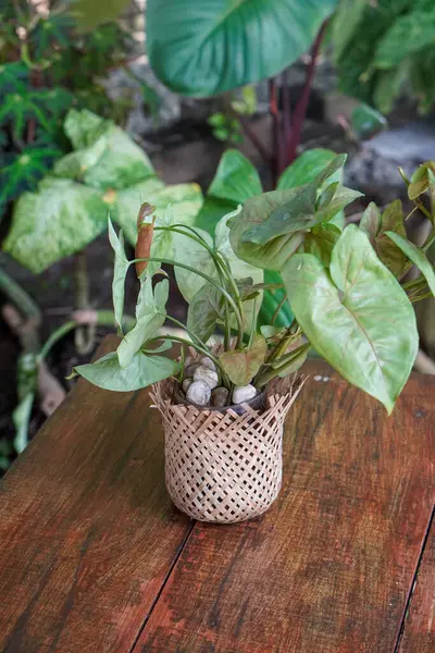 Endonezya Süs Tesisleri, 9 Haziran 2025 'te ele geçirildi. Endonezya 'ya özgü çeşitli dekoratif bitkiler, canlı yeşillikler, eşsiz şekiller ve tropikal cazibeyle.