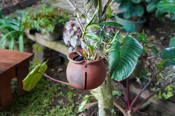 Endonezya Süs Tesisleri, 9 Haziran 2025 'te ele geçirildi. Endonezya 'ya özgü çeşitli dekoratif bitkiler, canlı yeşillikler, eşsiz şekiller ve tropikal cazibeyle.