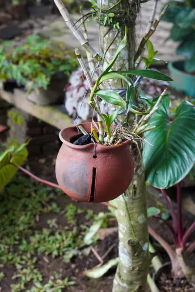 Endonezya Süs Tesisleri, 9 Haziran 2025 'te ele geçirildi. Endonezya 'ya özgü çeşitli dekoratif bitkiler, canlı yeşillikler, eşsiz şekiller ve tropikal cazibeyle.