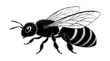 Detaylı kanatları ve segmentli vücut silüeti olan bir arının siyah-beyaz çizimi