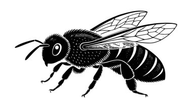 Silüet tarzında bir bal arısının ayrıntılı siyah beyaz çizimi