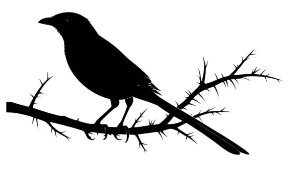 Dikenli bir dala tünemiş küçük bir kuşun ayrıntılı siyah silueti beyaz bir arka planda