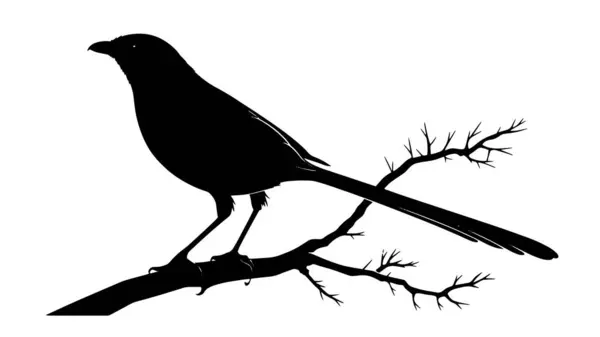 Beyaz bir arka planda çıplak bir dala tünemiş bir saksağan kuşunun ayrıntılı siyah silüeti.