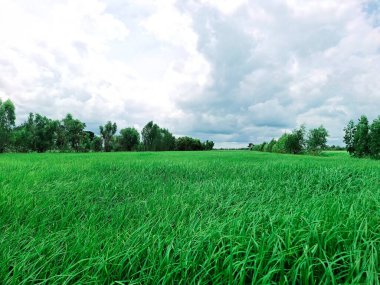 Green rice field Background,  Rice field with beautiful Clouds 