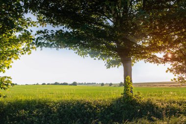 Ağaçlı ve yeşil çayırlı güzel bir manzara.