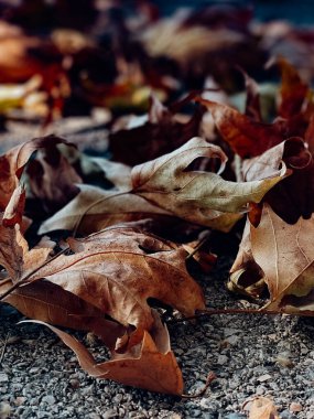 Ormanda sonbahar yaprakları