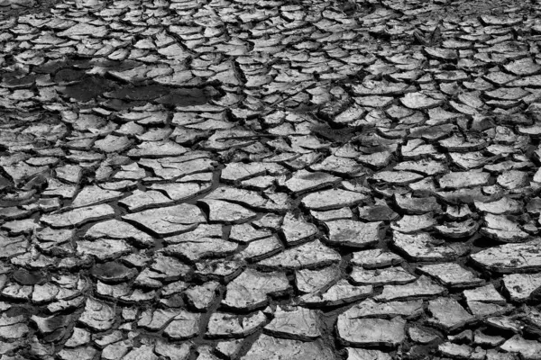 Uzun kurak mevsim nedeniyle çatlamış toprağın siyah ve beyaz görüntüsü. Sıcak ve kuru iklimin tarifi. Küresel ısınma konusuyla ilgili. soyut şekiller, desenler ve dokular. Boşluğu kopyala