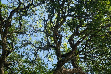 Mavi gökyüzü arka planında soyut ağaç yaprakları ve dalları. Düşük açılı bileşim, böylece büyük ve sağlam görünür. Grafik tasarımı ya da 3B oluşturma için