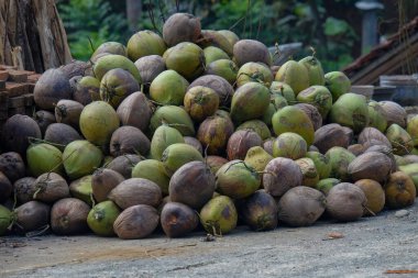 Bahçeye hindistan cevizi tohumu yığını. Soyut şekiller, desenler ve hindistan cevizi tohumlarının dokuları. Çiftçilerin hindistan cevizi hasatı