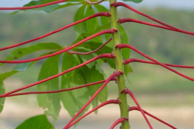 Kırmızı kasava yaprağının soyut şekli. Uzun kırmızı manyok yaprağı şekilli ve soyut desenli.