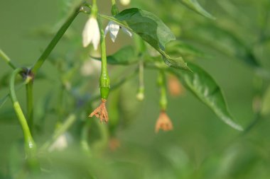 Kırmızı biber çiçekleri meyveye dönüşmeye başladı. Çiçekler beyazdan kahverengiye değişir. Acı biber meyvesi büyümeye başlar.