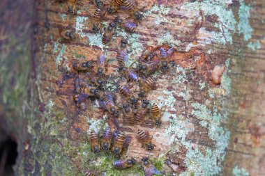 Ağaçlara bağlı bal arısı kolonileri. Bal arıları koloniler halinde yaşar. Bal üreten arılar