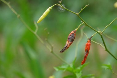 Anthracnose symptoms on chili fruits. Disease that causes chilies to become injured or damaged before harvest or after harvest.Agricultural industry concept clipart