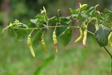 Anthracnose symptoms on chili fruits. Disease that causes chilies to become injured or damaged before harvest or after harvest.Agricultural industry concept clipart